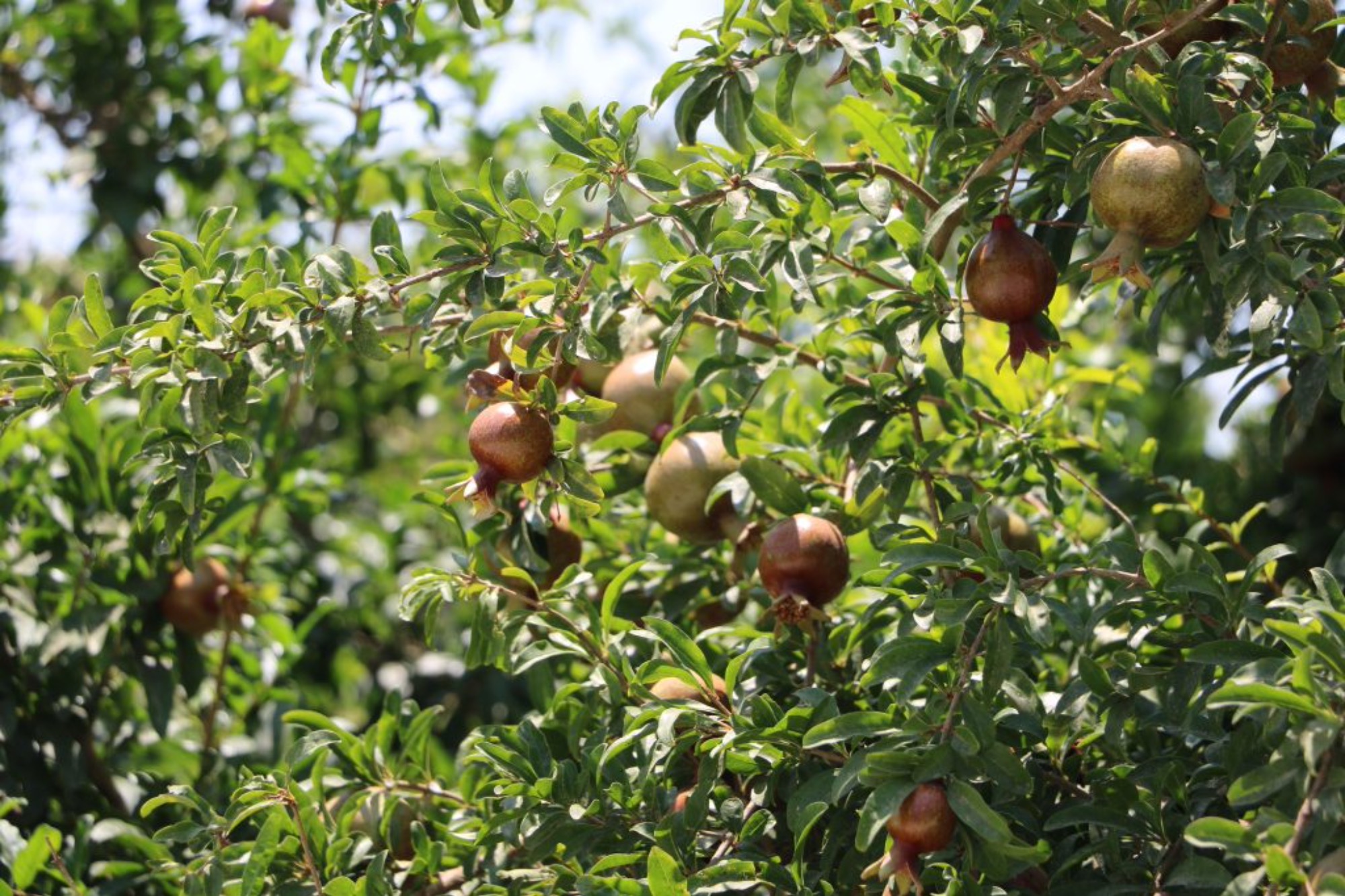 【スタッフの”ウラ”話】ザクロの季節がやってきた