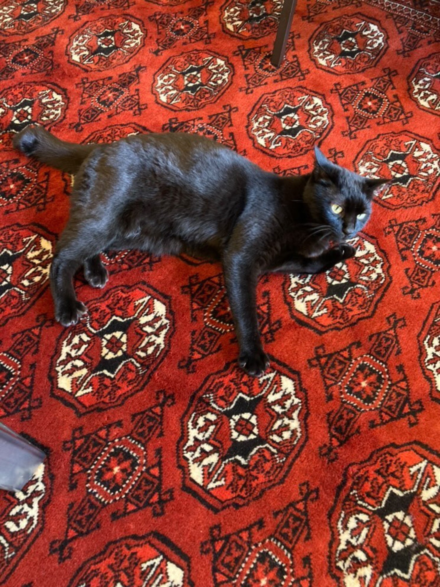 黒猫とトルクメン