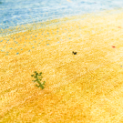 アマレ・245×200・水色・黄色・木・大型ルームサイズ・アップ画